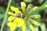 Adela australis
