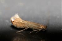 Phyllonorycter quercifoliella