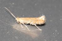 Phyllonorycter quercifoliella
