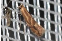 Phyllonorycter leucographella