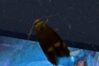 Borkhausenia minutella