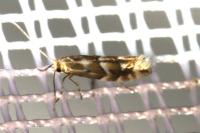 Phyllonorycter