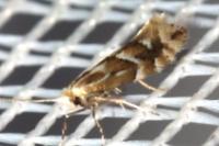Phyllonorycter