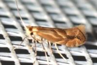Phyllonorycter leucographella