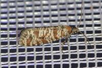 Rhyacionia pinivorana