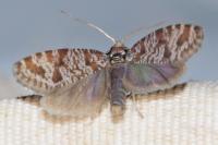Rhyacionia pinivorana