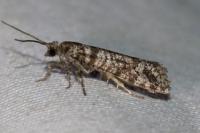 Rhyacionia pinivorana