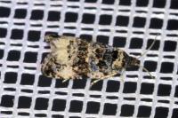 Endothenia