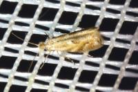 Bucculatrix bechsteinella