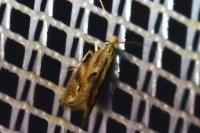 Bucculatrix bechsteinella