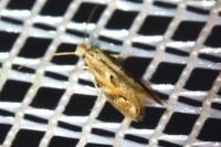 Bucculatrix bechsteinella