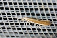 Coleophora