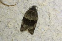 Syndemis musculana