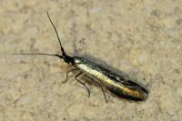 Coleophora