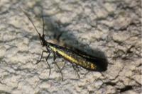Coleophora