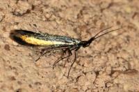 Coleophora