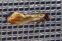 Tinea semifulvella
