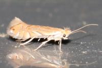 Phyllonorycter quercifoliella