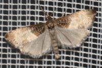 Notocelia cynosbatella