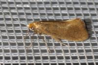 Nematopogon