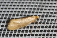 Nematopogon