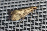 Denisia stipella