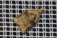 Capua vulgana