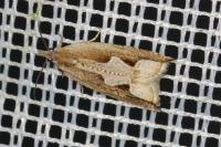 Ancylis geminana