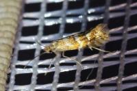 Phyllonorycter