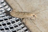 Plutella xylostella
