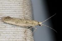 Plutella xylostella