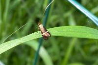 Adela australis