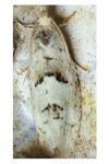 Epinotia bilunana