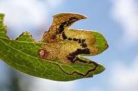 Stigmella hybnerella
