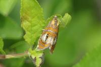 Olethreutes arcuella