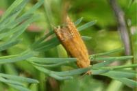 Lathronympha strigana