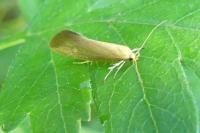 Crassa tinctella