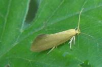 Crassa tinctella