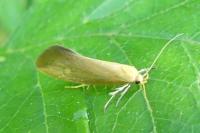 Crassa tinctella