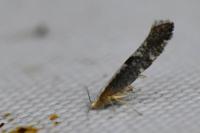 Argyresthia spinosella