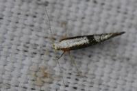 Argyresthia spinosella