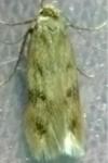 Borkhausenia nefrax