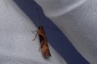 Scrobipalpa costella