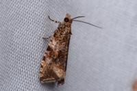 Celypha lacunana