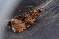 Celypha lacunana