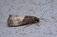 Notocelia cynosbatella