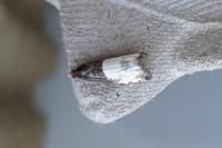 Notocelia cynosbatella