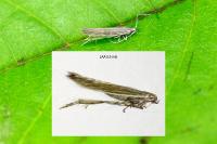 Coleophora lassella