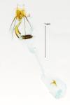 Coleophora lassella