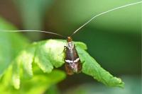 Adela australis
